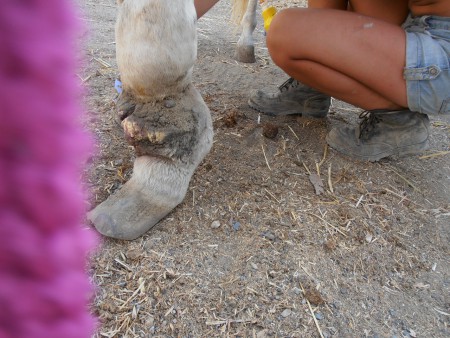 Die elke dag moet worden schoongemaakt