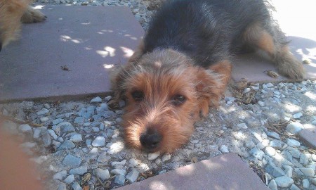 Espía Nino-Josefina