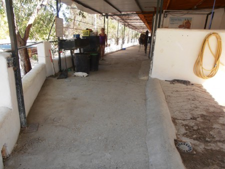 Hoe warm zal het zijn als alle katten voor pampus liggen?