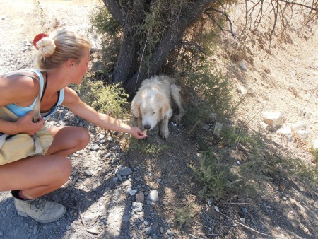 Nog een zwerfhond, zonder puppy's gelukkig..