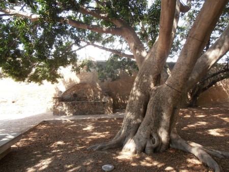 En hoe lang staat deze boom er al? Interessant